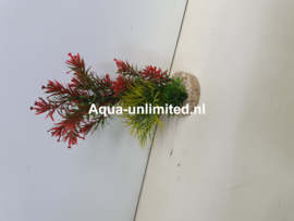 Aquarium kunstplanten rood groen