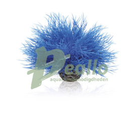 biOrb Aquarium zeelelie blauw