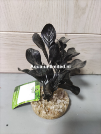Decoratie kunstplant zwart grof bladerig