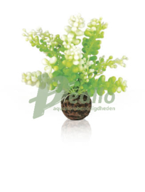 biOrb Aquarium Caulerpa groen