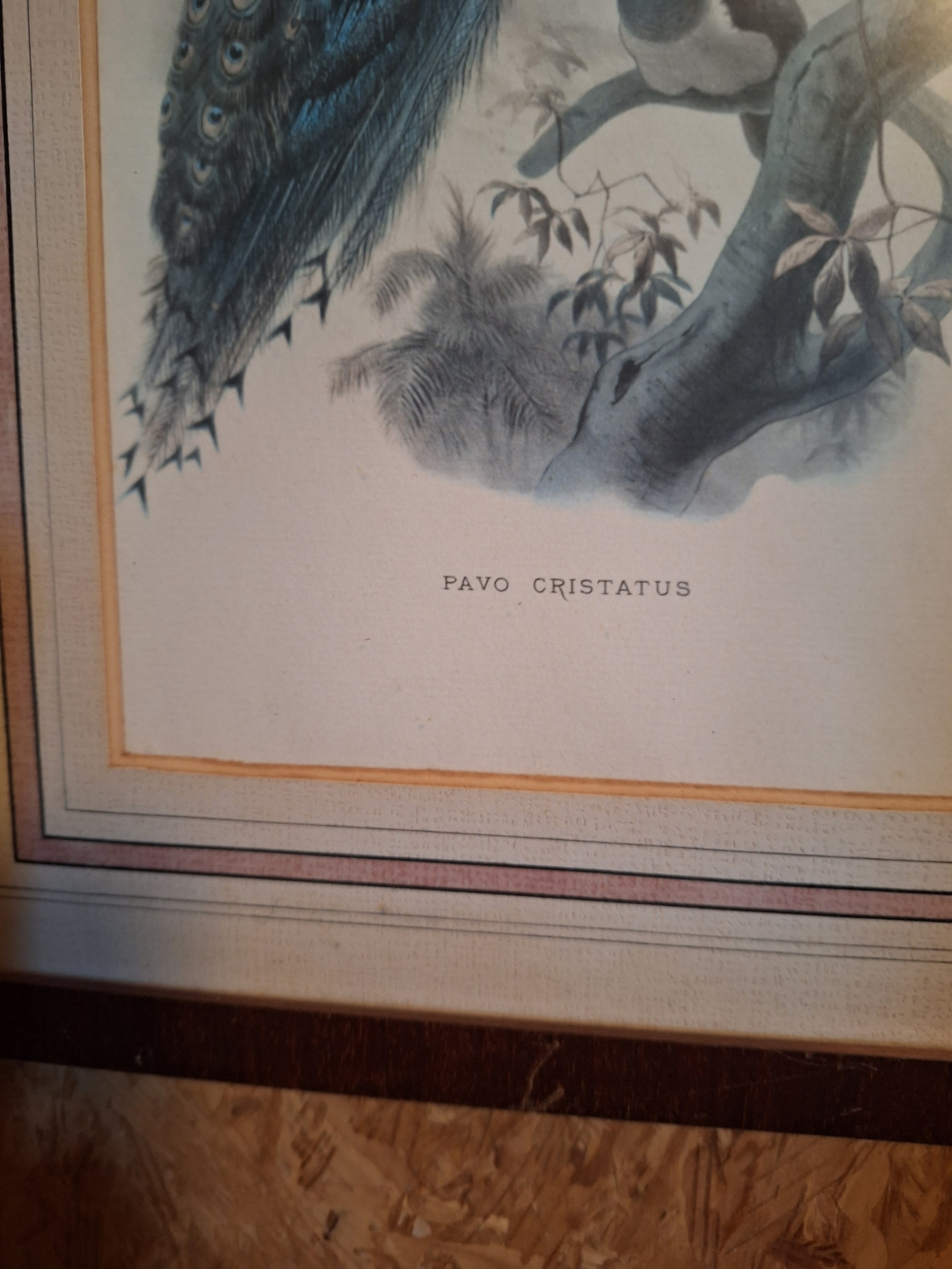 S76 Prent ingelijst titel Pavo Cristatus