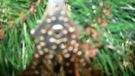 Zilverkleurige  dennenboom of kerstboom.