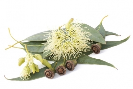 Eucalyptus scrub en lichaamspakking Arrangement voor 5 behandelingen met 5x 300 gram Eucalyptus bodycream