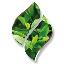 1 ltr. - Green tea (Groene Thee) - Opgietconcentraat / EXTRA GECONCENTREERD