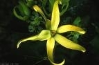 100 ml ylang ylang