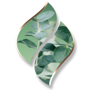 2,5 ltr. - Eucalyptus - Opgietconcentraat / EXTRA GECONCENTREERD