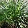 5 liter Lemon Grass Opgietmiddel