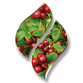 1 Ltr. - Wild Cranberry - opgietconcentraat / EXTRA GECONCENTREERD
