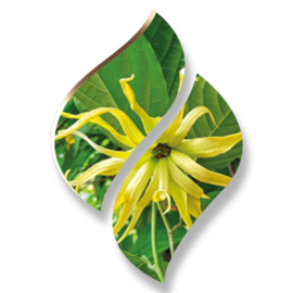 1 ltr. Ylang Ylang Opgietconcentraat