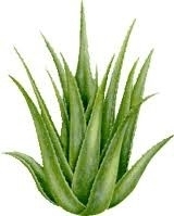 1liter Aloe Vera Opgietconcentraat