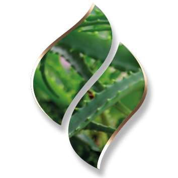 2,5 ltr. - Aloe Vera - Opgietconcentraat / EXTRA GECONCENTREERD