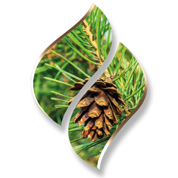 2,5 ltr. - Pine (Dennen) - Opgietconcentraat / EXTRA GECONCENTREERD