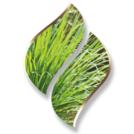 5 ltr. Lemon Grass Opgietmiddel