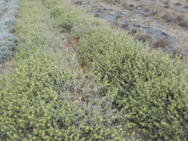 Biologische  Oregano van Kreta
