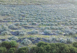 Biologische Griekse berg thee van Kreta