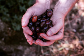 Gefermenteerde biologische kalamata olijven minder zout