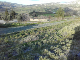 Biologische  Oregano van Kreta