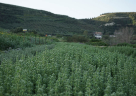 Biologische kruidenmix voor salade van Kreta