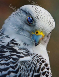 Gyr Falcon Arend (40x50cm full painting)