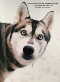 Husky hond (40x50cm full painting)