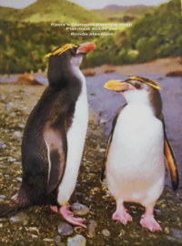 Twee Pinguins staan aan bij het water (40x50cm full painting)