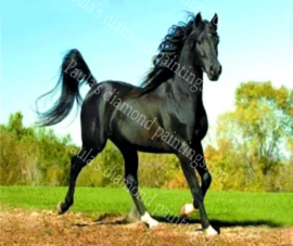 Mooi  zwart paard in de wei  (40x50cm full painting)