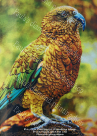 Berg papegaai kleur geel groen  (40x50cm full painting)