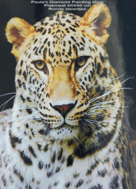 Kop van Bengaalse tijger (40x50cm full painting)