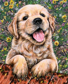 Labrador puppie (40x50cm full painting)