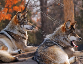 Twee wolven in het bos (40x50cm full painting)