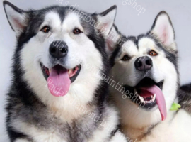 Twee hijgende Husky honden (40x50cm full painting)