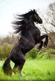 Fries springend zwart paard (40x50cm full painting)