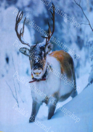 Edelhert in de sneeuw (40x50cm full painting)