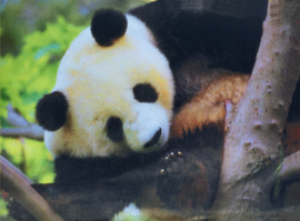 Panda in een boom (40x50cm) (full painting)