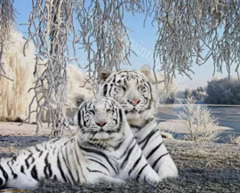 Twee witte tijgers in de winter (40x50cm full painting)