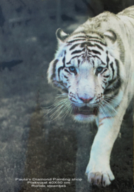 Witte tijger komt aanlopen  (40x50cm full painting)