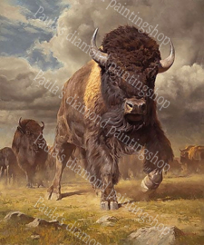 Een kudde Buffels op de prairie (40x50cm full painting)