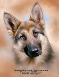 Herders hond (40x50cm full painting)