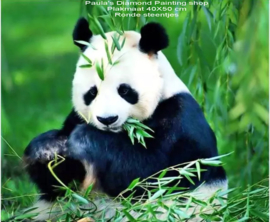 Panda zittend en etende in het bos  (40x50cm) (full painting)