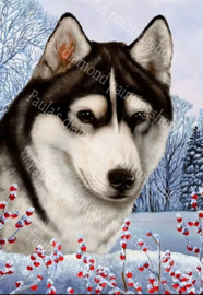 Close up van een Husky hond (40x50cm full painting)