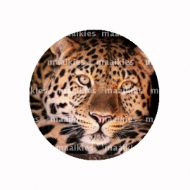 (FB479) leopard