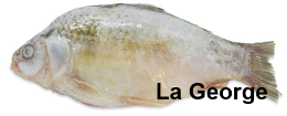 Caras prijs per kg ****