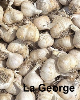 Usturoi Romanesc  pret pe kg
