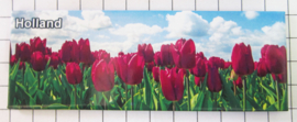 koelkastmagneet Tulpen 21.103