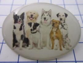 Broche honden verschillende rassen BRO527