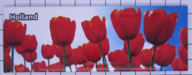 koelkastmagneet Tulpen 21.105