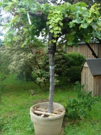 Wijnrank (Vitis Vinifera) hoog op stam (circa 60 jaar)