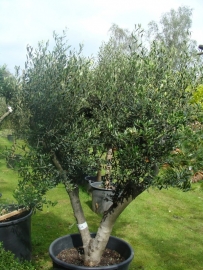 Olijfboom `Basso`, stamomtrek 45-50 cm, hoogte 150-175cm