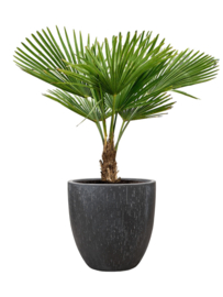 Palmboom Trachycarpus Fortunei stamhoogte 10-20 cm, totale hoogte circa 90-120 cm