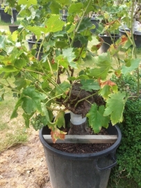 Wijnrank (Vitis Vinifira) tafelmodel (circa 50 jaar)